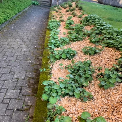 Gashi Hauswartdienst AG | Dienstleistungen | Abwartsarbeiten und Gartenpflege | Langnau